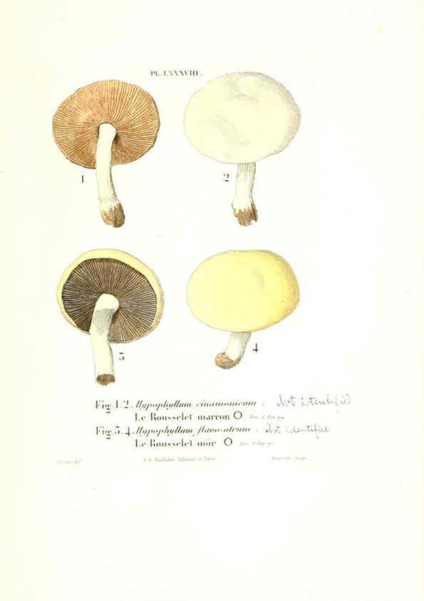 Reproducción/Reproduction 6266967870: Iconographie des champignons de Paulet New York,H. Baillière; [etc., etc.],1855