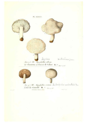 Reproducción/Reproduction 6266440221: Iconographie des champignons de Paulet New York,H. Baillière; [etc., etc.],1855