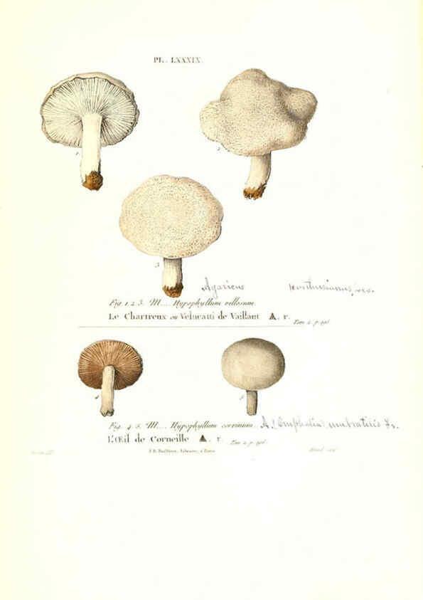 Reproducción/Reproduction 6266440221: Iconographie des champignons de Paulet New York,H. Baillière; [etc., etc.],1855