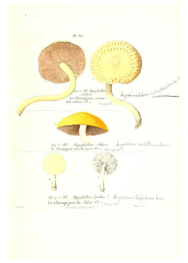 Reproducción/Reproduction 6266968242: Iconographie des champignons de Paulet New York,H. Baillière; [etc., etc.],1855