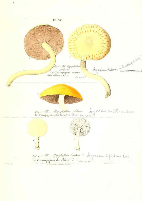 Reproducción/Reproduction 6266968242: Iconographie des champignons de Paulet New York,H. Baillière; [etc., etc.],1855