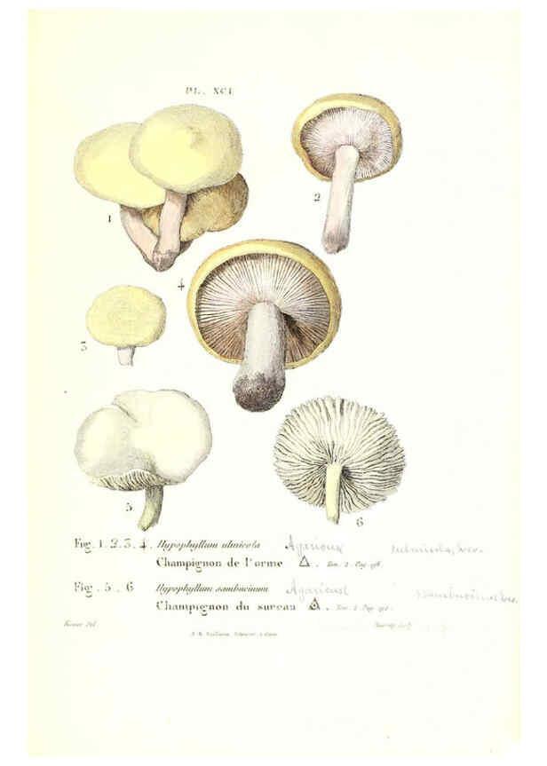 Reproducción/Reproduction 6266968474: Iconographie des champignons de Paulet New York,H. Baillière; [etc., etc.],1855