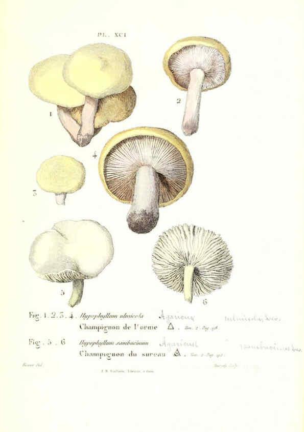 Reproducción/Reproduction 6266968474: Iconographie des champignons de Paulet New York,H. Baillière; [etc., etc.],1855