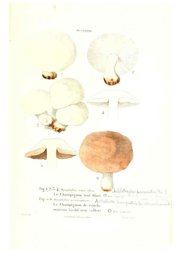 Reproducción/Reproduction 6266440851: Iconographie des champignons de Paulet New York,H. Baillière; [etc., etc.],1855