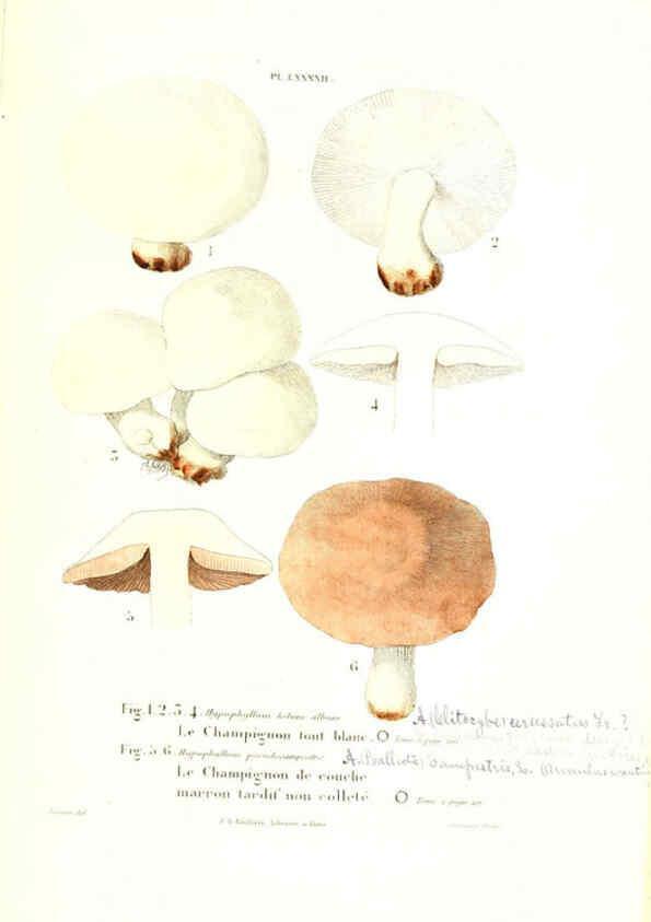 Reproducción/Reproduction 6266440851: Iconographie des champignons de Paulet New York,H. Baillière; [etc., etc.],1855