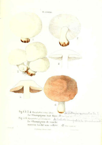 Reproducción/Reproduction 6266440851: Iconographie des champignons de Paulet New York,H. Baillière; [etc., etc.],1855