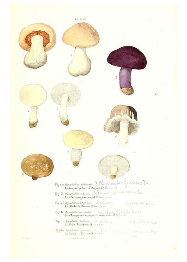 Reproducción/Reproduction 6266440987: Iconographie des champignons de Paulet New York,H. Baillière; [etc., etc.],1855