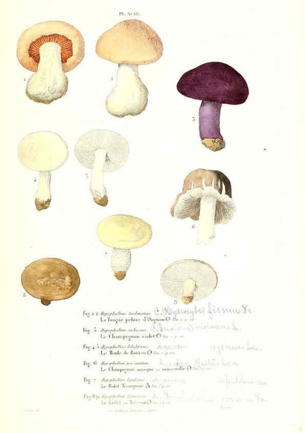 Reproducción/Reproduction 6266440987: Iconographie des champignons de Paulet New York,H. Baillière; [etc., etc.],1855