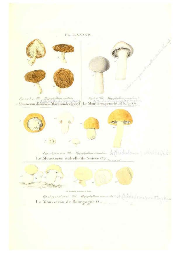 Reproducción/Reproduction 6266969034: Iconographie des champignons de Paulet New York,H. Baillière; [etc., etc.],1855