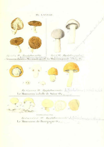 Reproducción/Reproduction 6266969034: Iconographie des champignons de Paulet New York,H. Baillière; [etc., etc.],1855