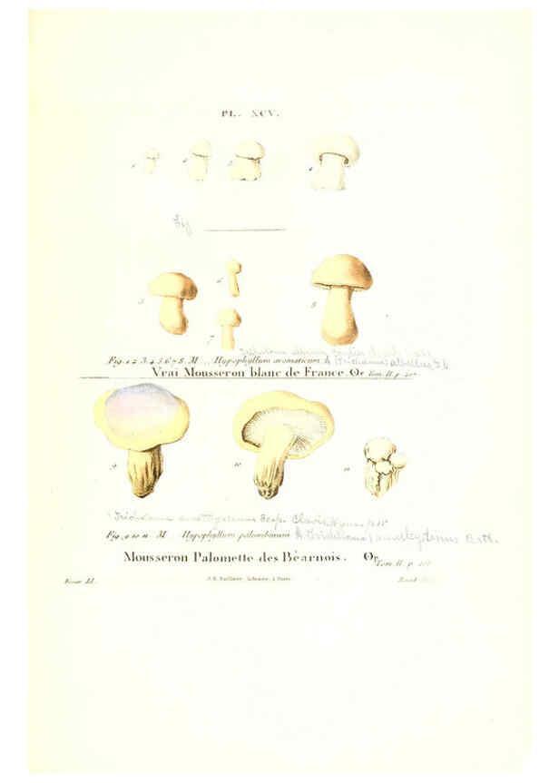 Reproducción/Reproduction 6266441357: Iconographie des champignons de Paulet New York,H. Baillière; [etc., etc.],1855