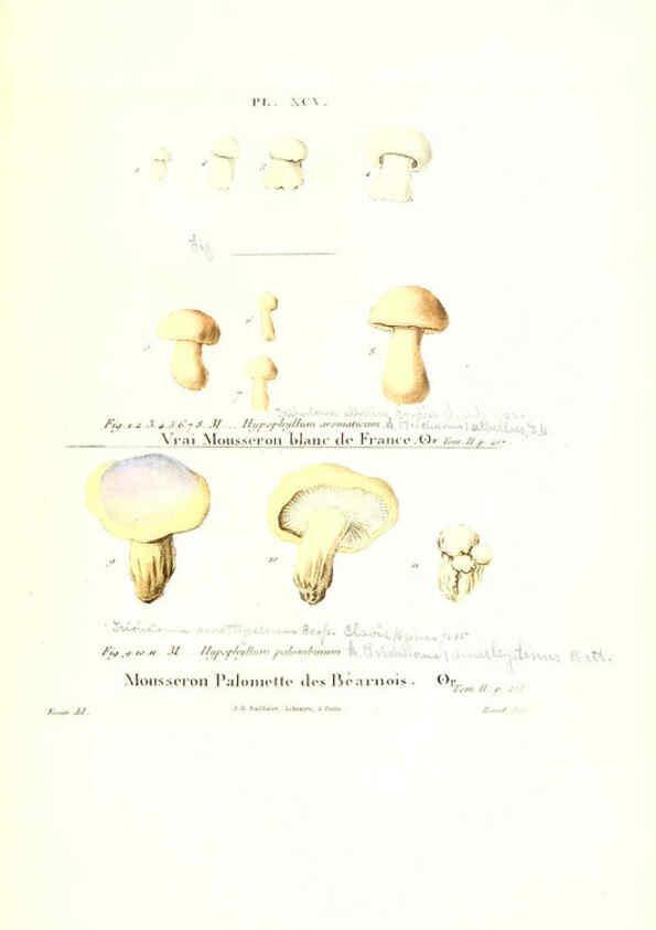 Reproducción/Reproduction 6266441357: Iconographie des champignons de Paulet New York,H. Baillière; [etc., etc.],1855