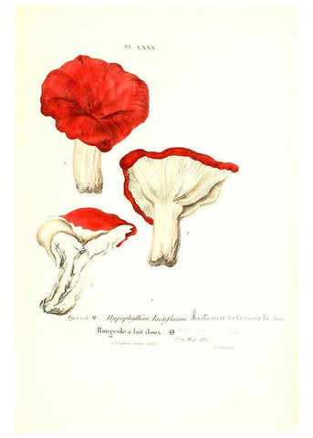 Reproducción/Reproduction 6266438569: Iconographie des champignons de Paulet New York,H. Baillière; [etc., etc.],1855