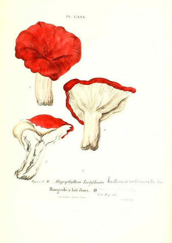 Reproducción/Reproduction 6266438569: Iconographie des champignons de Paulet New York,H. Baillière; [etc., etc.],1855