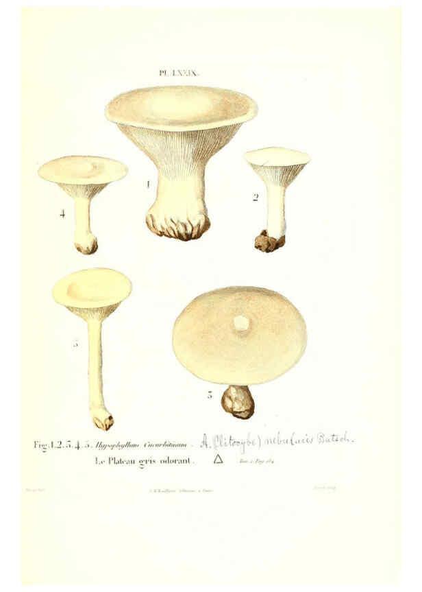 Reproducción/Reproduction 6266966368: Iconographie des champignons de Paulet New York,H. Baillière; [etc., etc.],1855