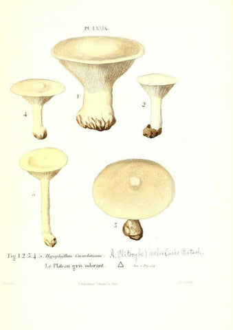 Reproducción/Reproduction 6266966368: Iconographie des champignons de Paulet New York,H. Baillière; [etc., etc.],1855