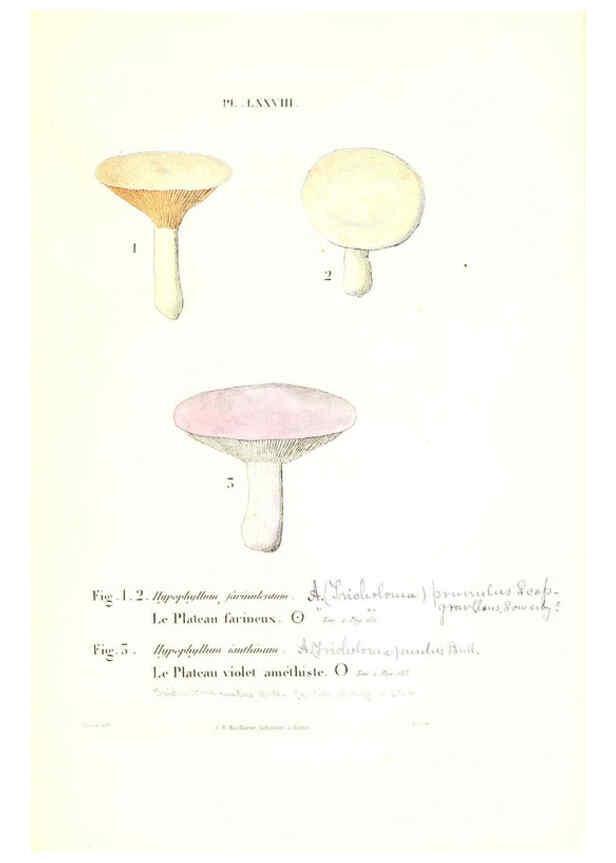 Reproducción/Reproduction 6266438199: Iconographie des champignons de Paulet New York,H. Baillière; [etc., etc.],1855