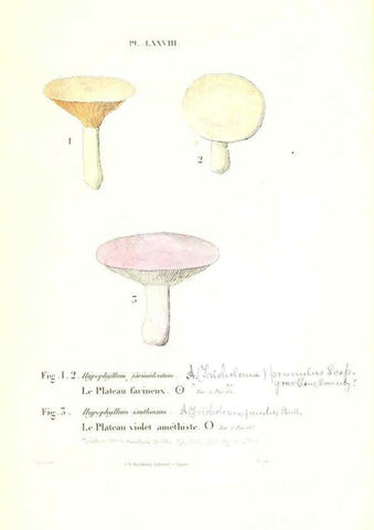 Reproducción/Reproduction 6266438199: Iconographie des champignons de Paulet New York,H. Baillière; [etc., etc.],1855