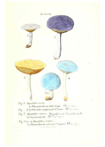 Reproducción/Reproduction 6266966032: Iconographie des champignons de Paulet New York,H. Baillière; [etc., etc.],1855