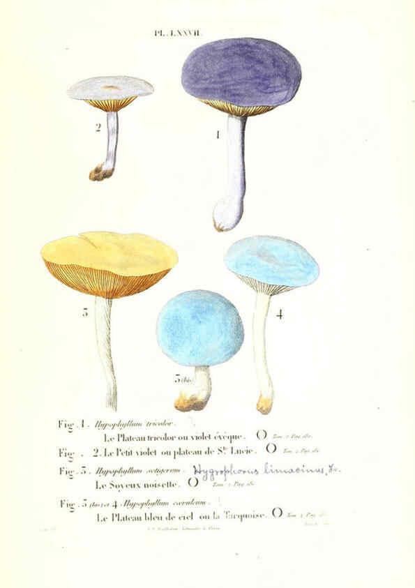 Reproducción/Reproduction 6266966032: Iconographie des champignons de Paulet New York,H. Baillière; [etc., etc.],1855