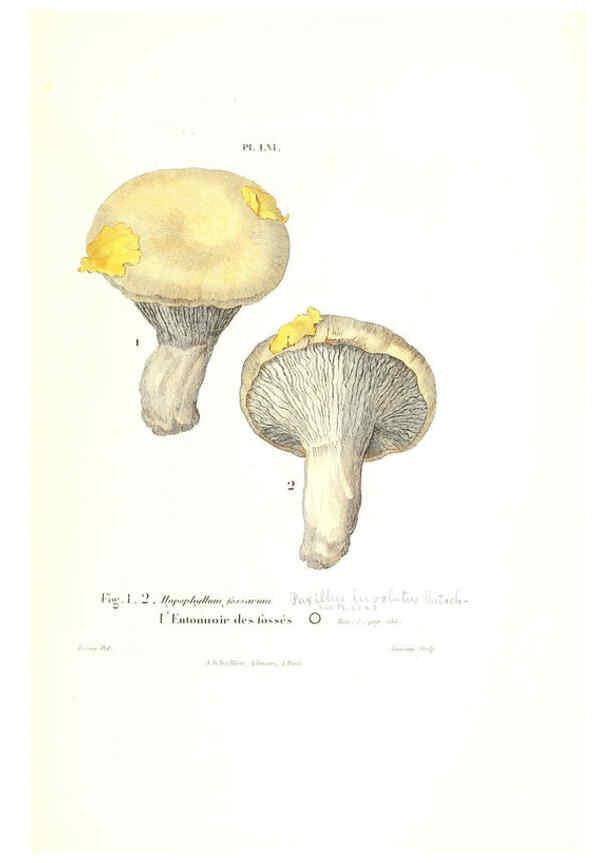 Reproducción/Reproduction 6266435039: Iconographie des champignons de Paulet New York,H. Baillière; [etc., etc.],1855