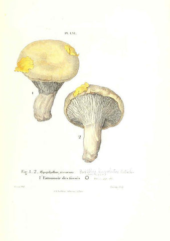 Reproducción/Reproduction 6266435039: Iconographie des champignons de Paulet New York,H. Baillière; [etc., etc.],1855