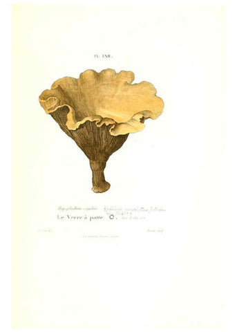 Reproducción/Reproduction 6266963314: Iconographie des champignons de Paulet New York,H. Baillière; [etc., etc.],1855