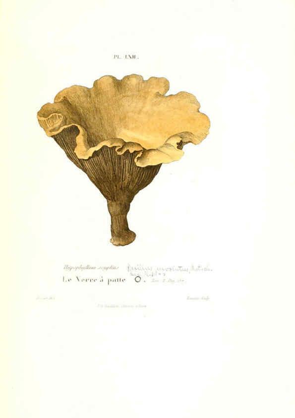 Reproducción/Reproduction 6266963314: Iconographie des champignons de Paulet New York,H. Baillière; [etc., etc.],1855