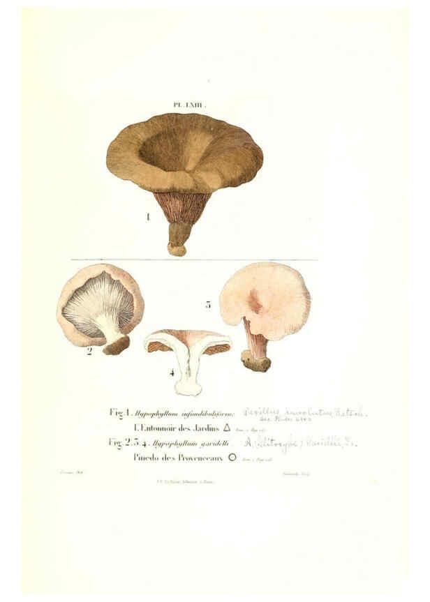 Reproducción/Reproduction 6266435411: Iconographie des champignons de Paulet New York,H. Baillière; [etc., etc.],1855