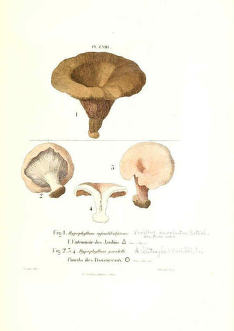 Reproducción/Reproduction 6266435411: Iconographie des champignons de Paulet New York,H. Baillière; [etc., etc.],1855