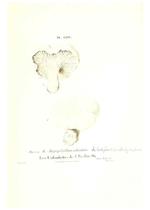 Reproducción/Reproduction 6266963776: Iconographie des champignons de Paulet New York,H. Baillière; [etc., etc.],1855