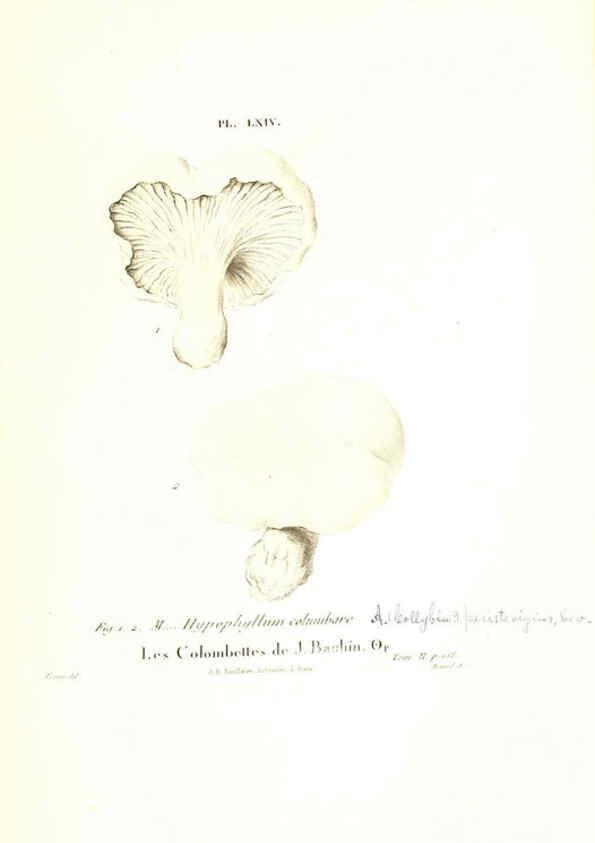 Reproducción/Reproduction 6266963776: Iconographie des champignons de Paulet New York,H. Baillière; [etc., etc.],1855