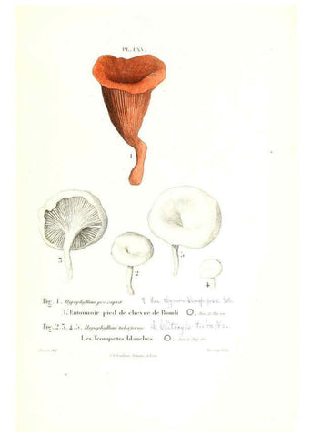 Reproducción/Reproduction 6266435843: Iconographie des champignons de Paulet New York,H. Baillière; [etc., etc.],1855