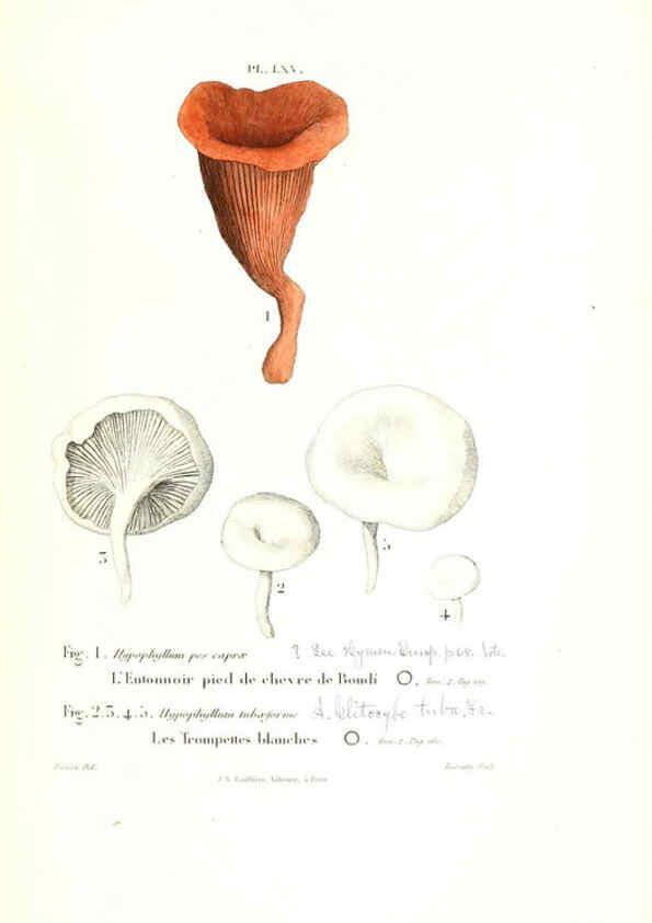 Reproducción/Reproduction 6266435843: Iconographie des champignons de Paulet New York,H. Baillière; [etc., etc.],1855