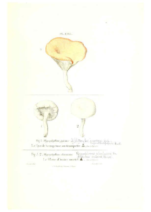 Reproducción/Reproduction 6266964126: Iconographie des champignons de Paulet New York,H. Baillière; [etc., etc.],1855