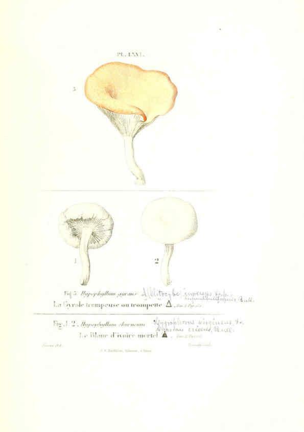 Reproducción/Reproduction 6266964126: Iconographie des champignons de Paulet New York,H. Baillière; [etc., etc.],1855