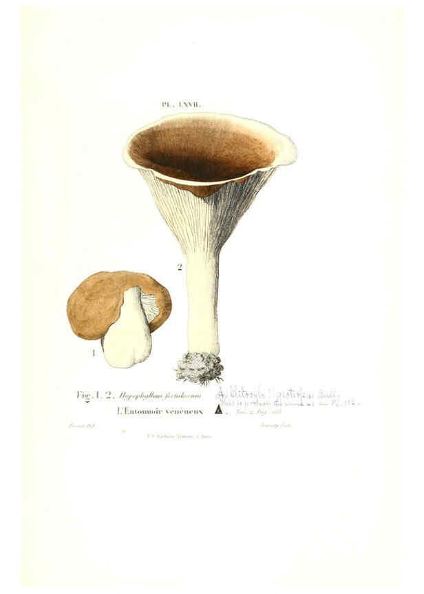 Reproducción/Reproduction 6266964322: Iconographie des champignons de Paulet New York,H. Baillière; [etc., etc.],1855