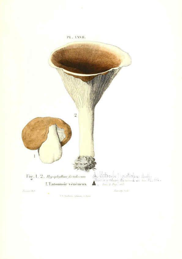 Reproducción/Reproduction 6266964322: Iconographie des champignons de Paulet New York,H. Baillière; [etc., etc.],1855