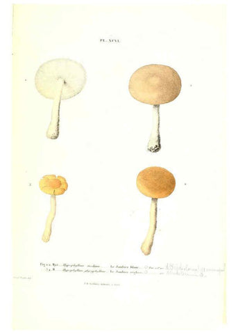 Reproducción/Reproduction 6266441527: Iconographie des champignons de Paulet New York,H. Baillière; [etc., etc.],1855