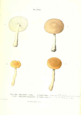 Reproducción/Reproduction 6266441527: Iconographie des champignons de Paulet New York,H. Baillière; [etc., etc.],1855