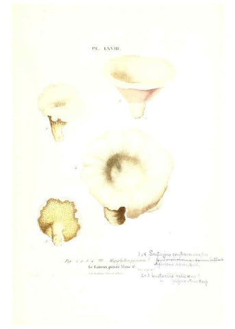 Reproducción/Reproduction 6266436421: Iconographie des champignons de Paulet New York,H. Baillière; [etc., etc.],1855