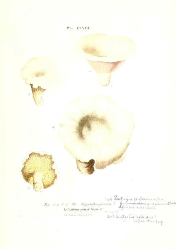 Reproducción/Reproduction 6266436421: Iconographie des champignons de Paulet New York,H. Baillière; [etc., etc.],1855