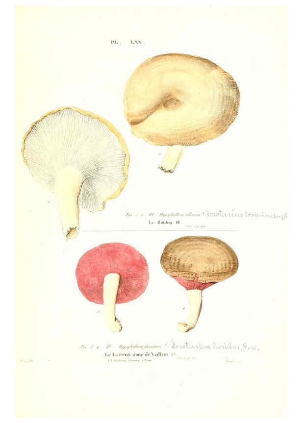 Reproducción/Reproduction 6266436743: Iconographie des champignons de Paulet New York,H. Baillière; [etc., etc.],1855