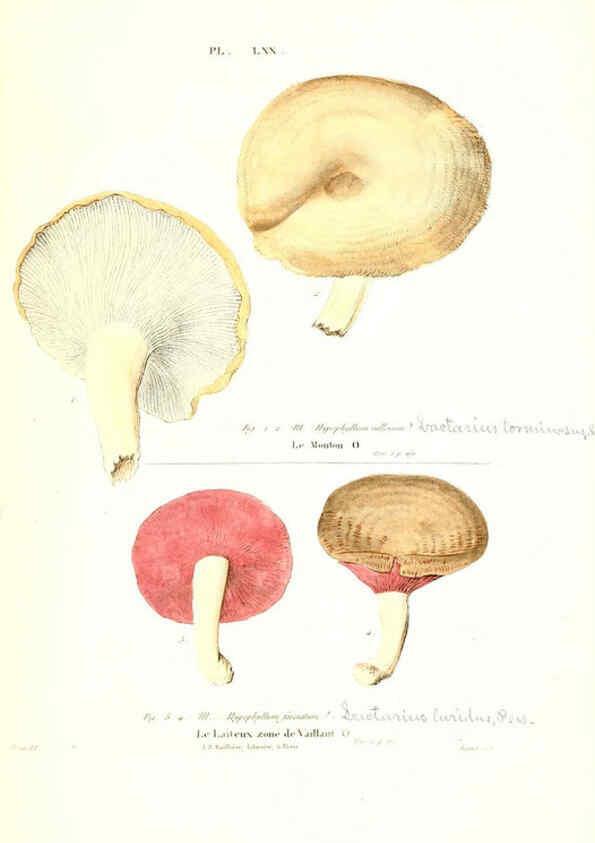 Reproducción/Reproduction 6266436743: Iconographie des champignons de Paulet New York,H. Baillière; [etc., etc.],1855