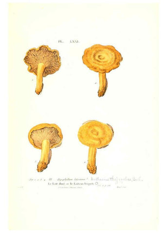 Reproducción/Reproduction 6266436917: Iconographie des champignons de Paulet New York,H. Baillière; [etc., etc.],1855