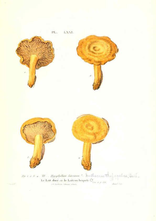 Reproducción/Reproduction 6266436917: Iconographie des champignons de Paulet New York,H. Baillière; [etc., etc.],1855