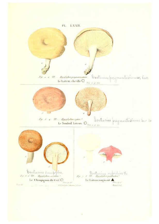 Reproducción/Reproduction 6266437119: Iconographie des champignons de Paulet New York,H. Baillière; [etc., etc.],1855