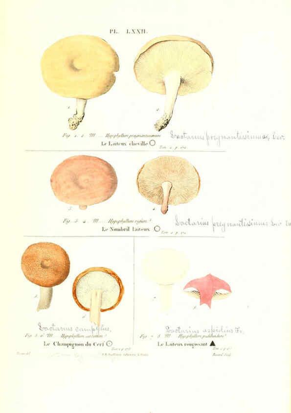 Reproducción/Reproduction 6266437119: Iconographie des champignons de Paulet New York,H. Baillière; [etc., etc.],1855