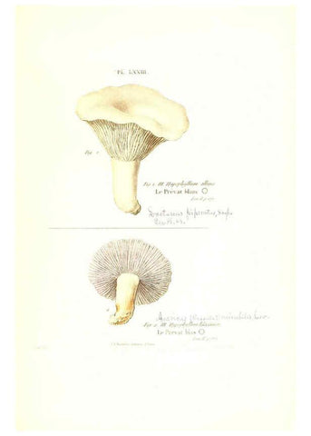 Reproducción/Reproduction 6266437293: Iconographie des champignons de Paulet New York,H. Baillière; [etc., etc.],1855