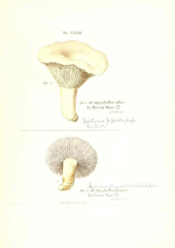 Reproducción/Reproduction 6266437293: Iconographie des champignons de Paulet New York,H. Baillière; [etc., etc.],1855